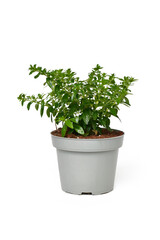 Potted 'Cuphea Hyssopifolia' plant with small white flowers on white background