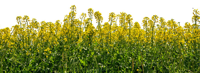 Yellow rapeseed flowers , suitable for banner, label, frame or greeting card