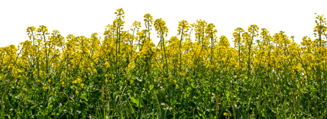 Yellow rapeseed flowers , suitable for banner, label, frame or greeting card