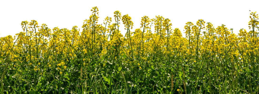 Yellow rapeseed flowers , suitable for banner, label, frame or greeting card