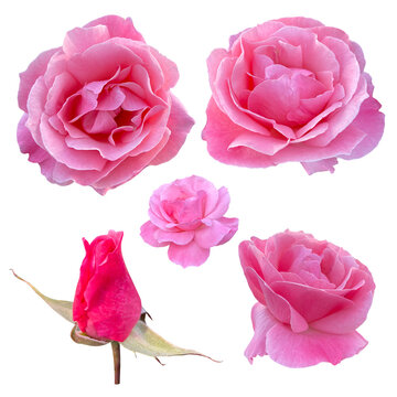Roses buds cutout, pink rose flowers isolated on transparent background, PNG file.  