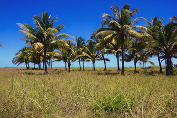 Fototapeta na wymiar palm trees and sky in Indonesia