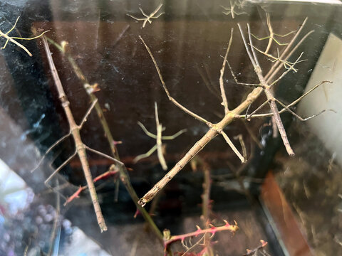 Medauroidea extradentata, known as the Vietnamese or Annam walking stick, is a species of the family Phasmatidae.