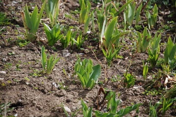 Young shoots of tulips. Long broad green leaves of flowers crawled out of the light brown earth to meet the sun. There are no flowers yet. There are almost no other plants and grass around the shoots.