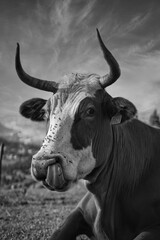 Naklejka premium Lengua de vaca