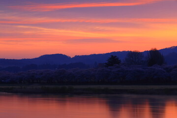 朝焼けに染まる桜並木