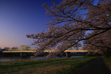 ライトアップの夜桜