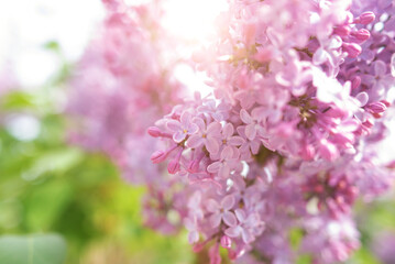Beautiful fresh lilac flowers on a bush.
