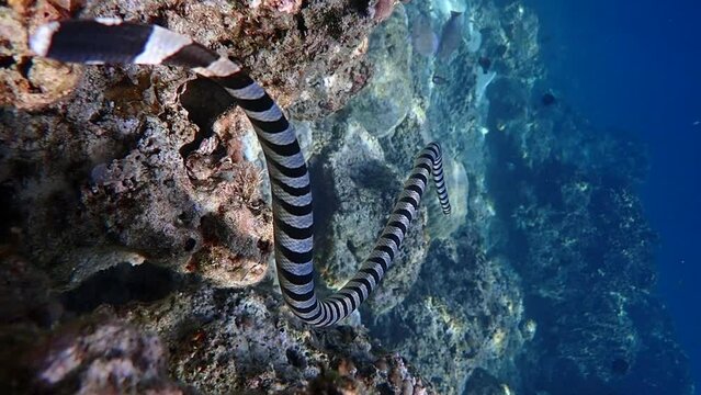 Banded sea krait (Laticauda colubrina) swimming above the corals  hunting for food.