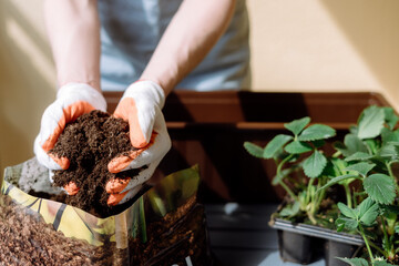 Woman take soil from bag and transplanting strawberries seedlings