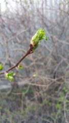 bushes and trees by the river in the countryside in summer