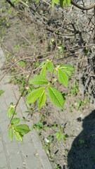bushes and trees by the river in the countryside in summer