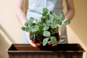 Selective focus on strawberry seedlings in woman hands