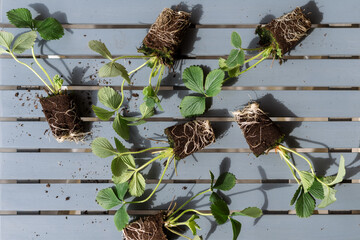 Strawberry seedling with healthy root system in mineral soil lying on table