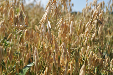 Reaching the harvest in the field, growing oats harvesting, agriculture in natural conditions