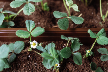 Strawberry sprouts blooming in mineral fertilizer soil