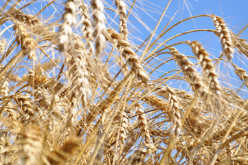 Grown crop of cereals, close-up of wheat seeds, plants in the field