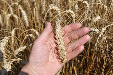 Grown crop of cereals, close-up of wheat seeds, plants in the field