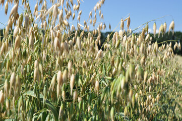 Reaching the harvest in the field, growing oats harvesting, agriculture in natural conditions
