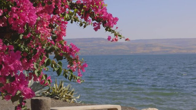 Sea Of Galilee Horizon Viewed Through Hanging Flowers and flowering Branches