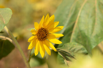 Panoramic view at the sunflower field in Tanzania near Iringa