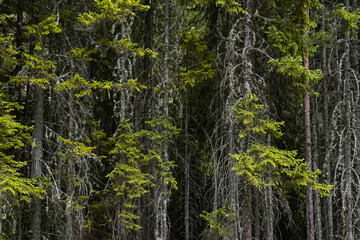 Nature dark background. Young spruce trees with green and dead dry branches.