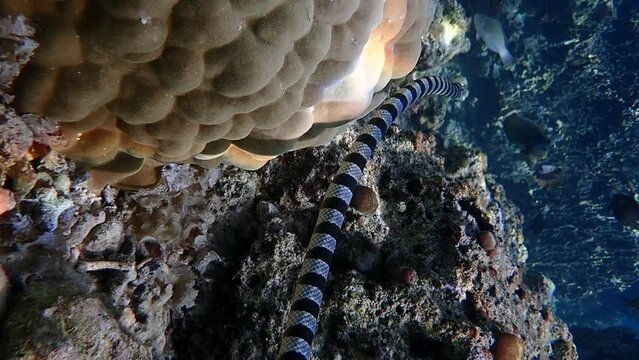 Banded sea krait (Laticauda colubrina) swimming above the corals  hunting for food.