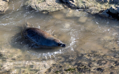 Common Seals at Flamborough Head in East Yorkshire 