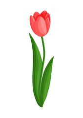 Red tulip flower. Spring blooming vector illustration for women's day, mother's day, easter and other holidays. Floral isolated design for postcard, poster, ad, decor, fabric and other uses.