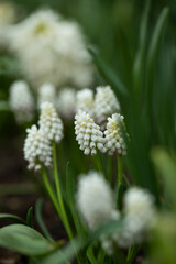 białe szafirki w ogrodzie, white sapphires, Muscari