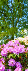 Obraz na płótnie Canvas Rhododendron in my garden. A series of photos of rhododendron in garden.