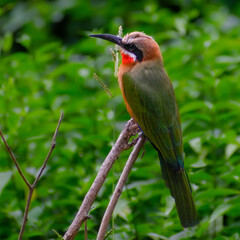 Obraz premium White-fronted bee-eater perched sideways on a dry branch while hawking insects