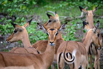Herd of impala ever on alert to activity in the surrounds