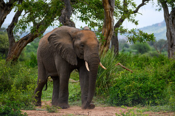 African elephant bull emerging into the open from a forested area