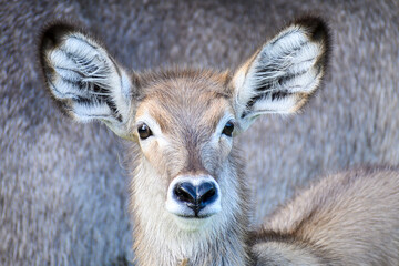 close up portrait of a young Waterbuck calf staring with curiosity at the intrusion