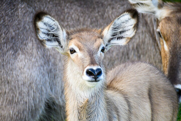 Portrait of a waterbuck calf standing in front of its mother
