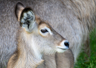 Close up portrait view of a waterbuck calf with her mother in the background