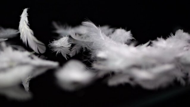 White feathers rotate on a black mirror surface, other feathers fall in slow motion.