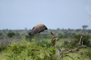 White backed vulture taking off 