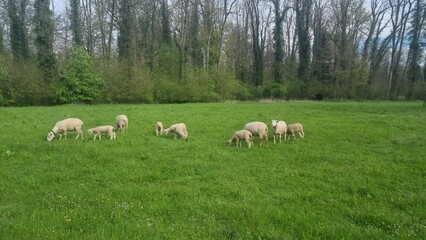sheep in the field