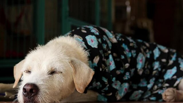A handsome stylish pet terrier wearing floral polo shirt summer outfit and taking an afternoon nap before waking up