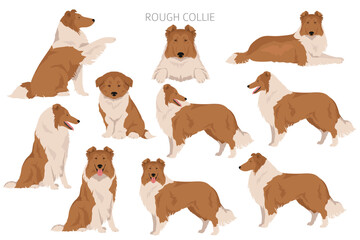 Rough collie clipart. Different poses, coat colors set - obrazy, fototapety, plakaty