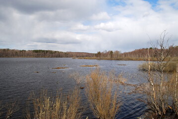 Bushes on the lake. Early spring, snow in places lies on the ground. Bushes grow on the shore of...