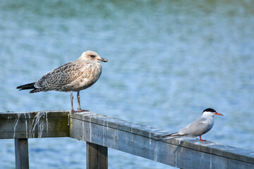 Juvenile common gull (Larus canus) standing on a wooden fence by the lake with a common tern