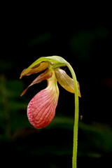 Moccasin Flower Orchid closeup
