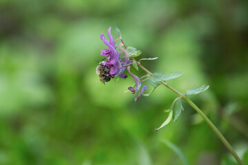 Wild bee on a spring lilac flower
