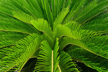 Cycas Palm Tree Leaves Pattern for Nature Background.