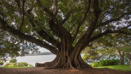 big tree in the park, outdoor activities concept, Fig tree, under the shade of green leaves,leaf, foliage.