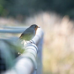 Robin