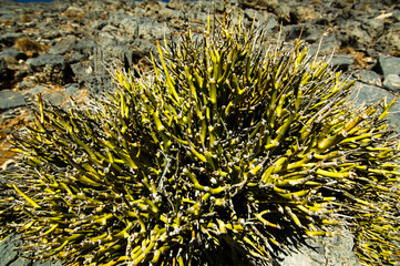 Greenery in the desert